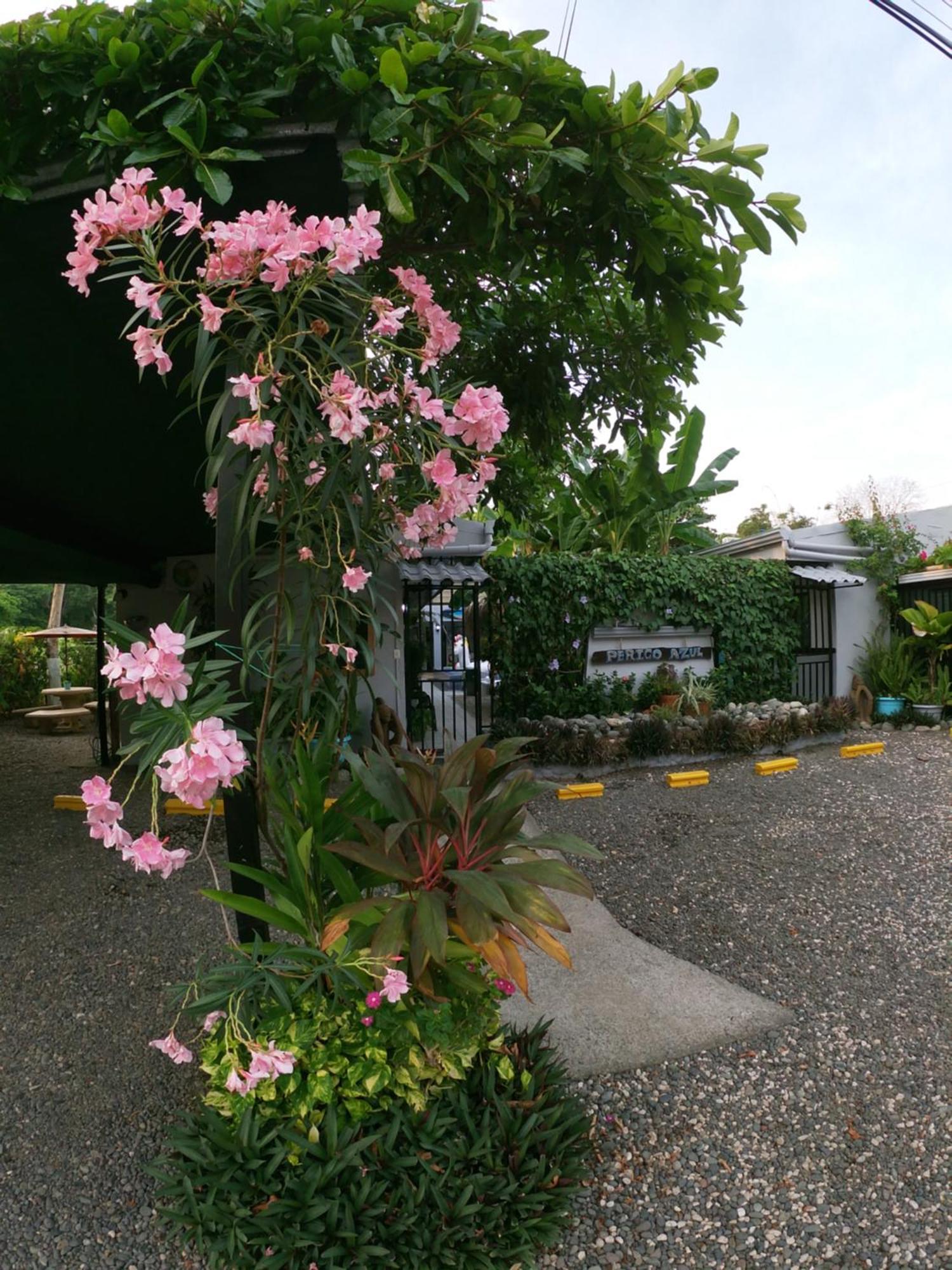 Hotel Perico Azul & Surf Camp ハコ エクステリア 写真